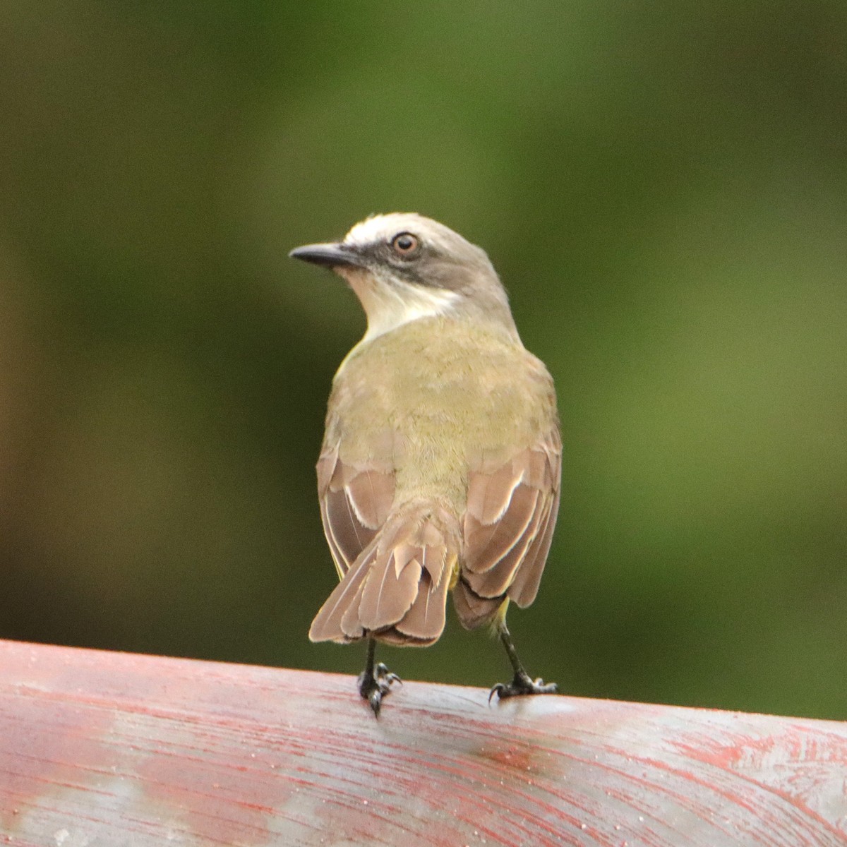 Bienteveo Cabecigrís - ML652153935