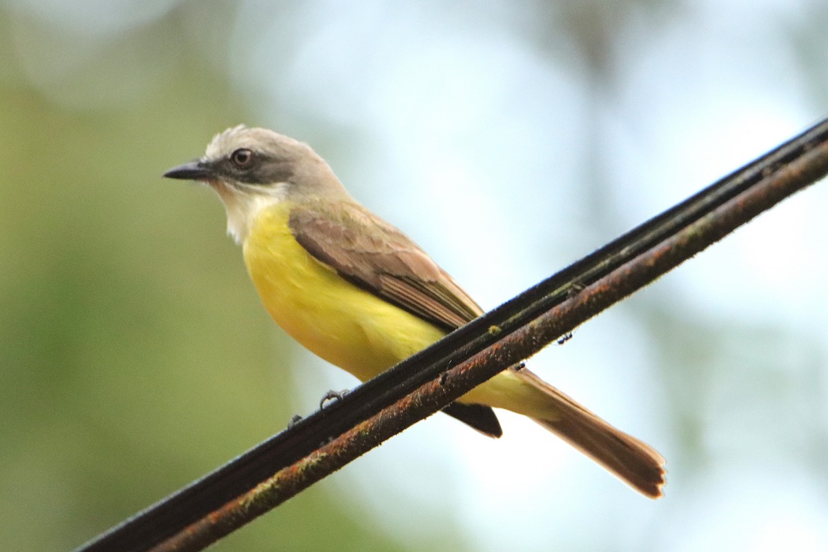 Bienteveo Cabecigrís - ML652153936