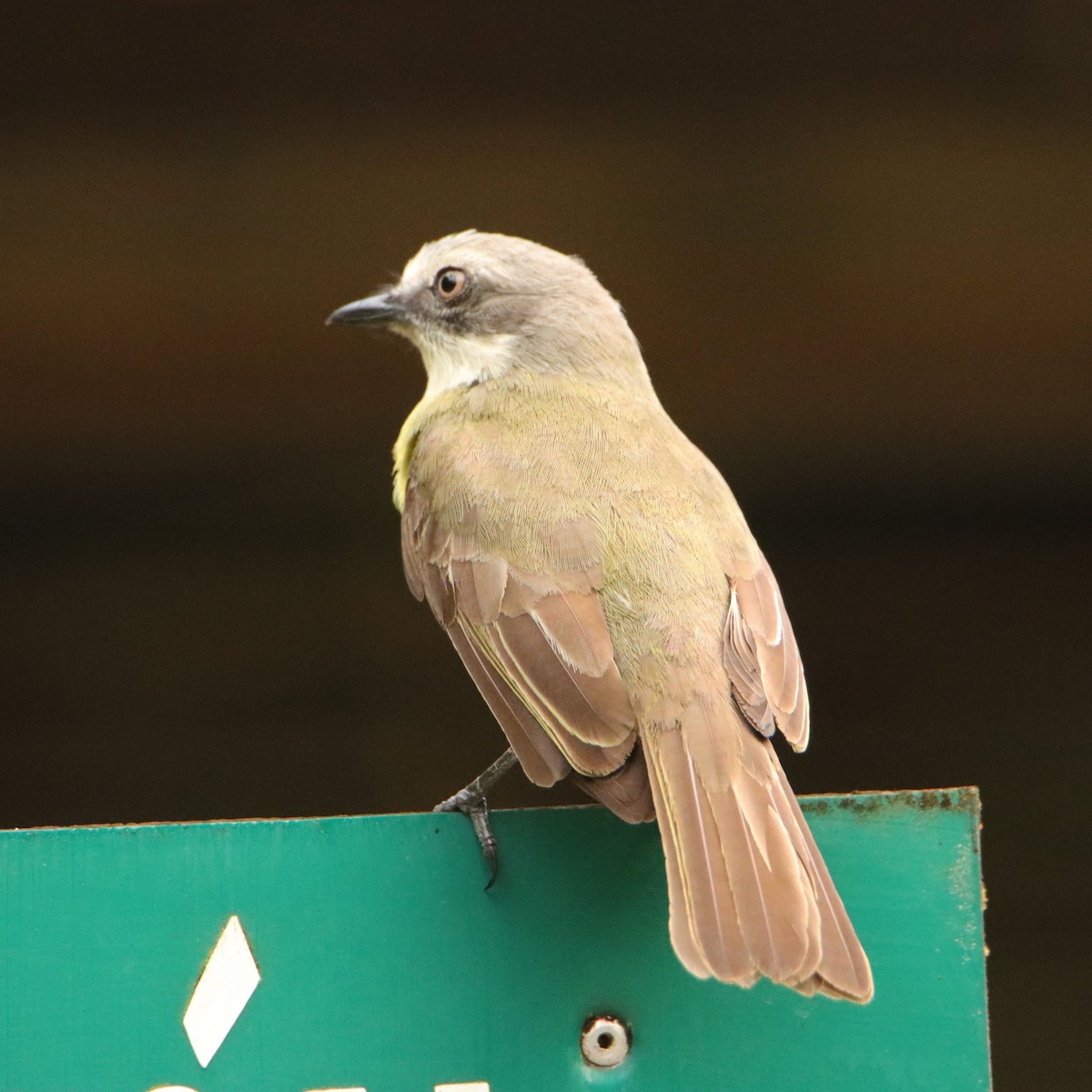 Bienteveo Cabecigrís - ML652153937