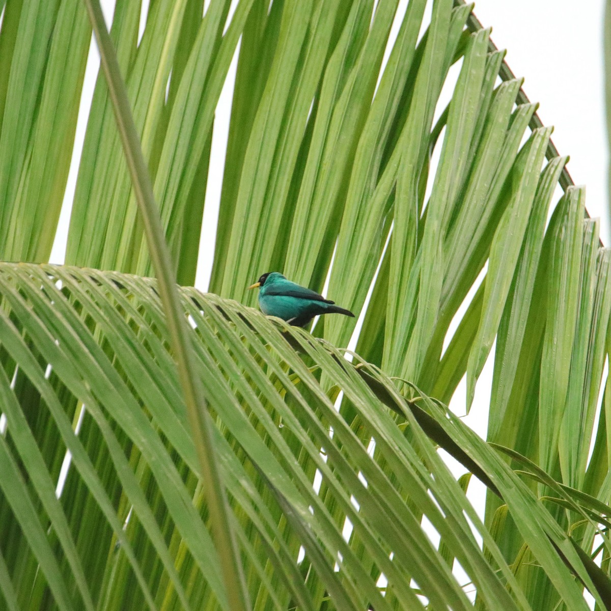 Mielerito Verde - ML652153941