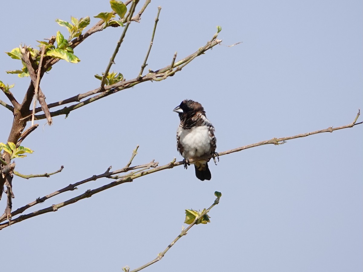 Bronze Mannikin - ML652153971