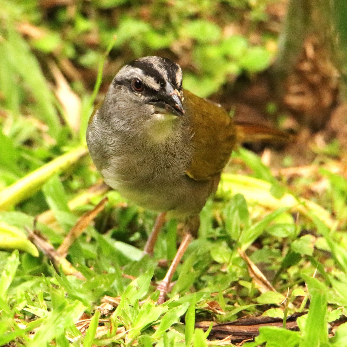 Cerquero Negrilistado - ML652153978