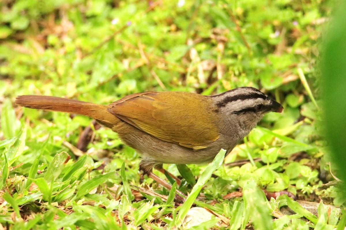 Cerquero Negrilistado - ML652153979