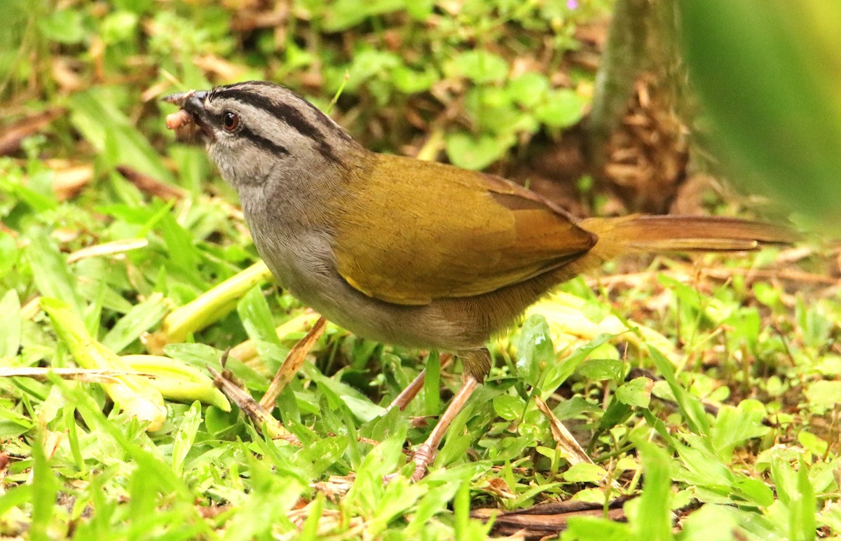 Cerquero Negrilistado - ML652153980