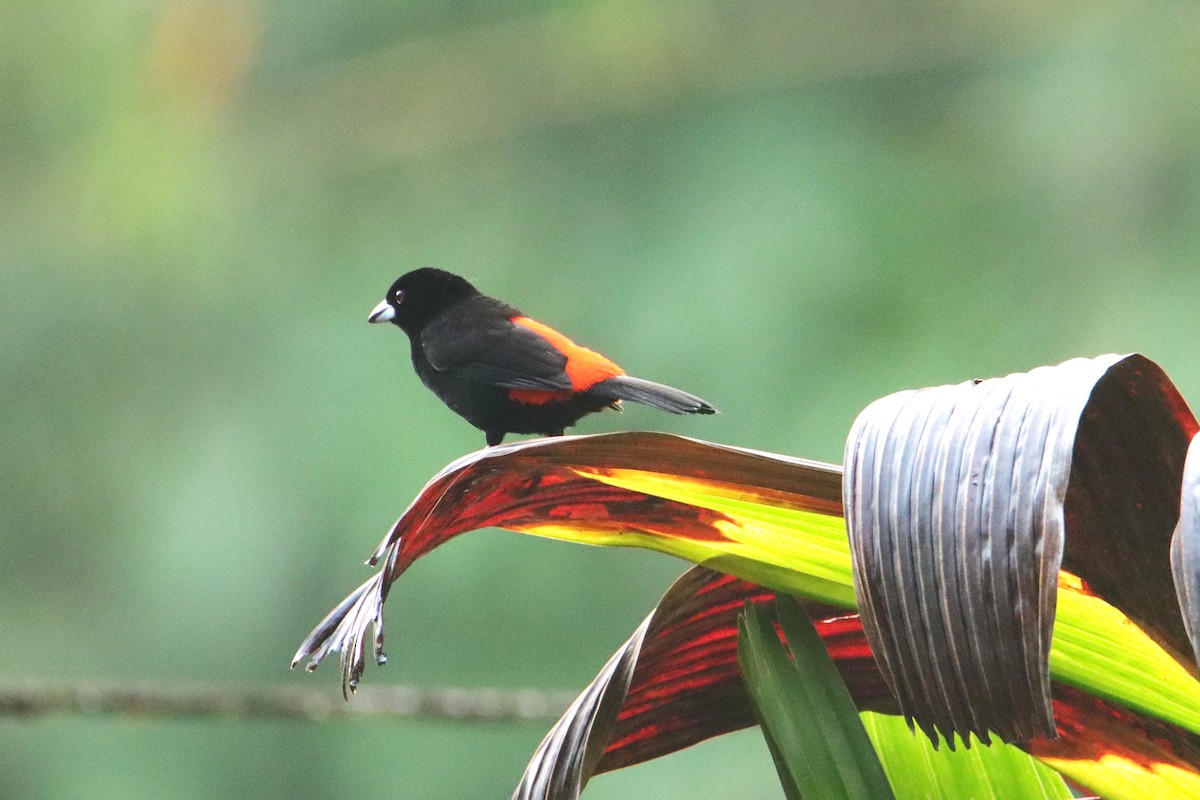 Tangara Terciopelo - ML652153992