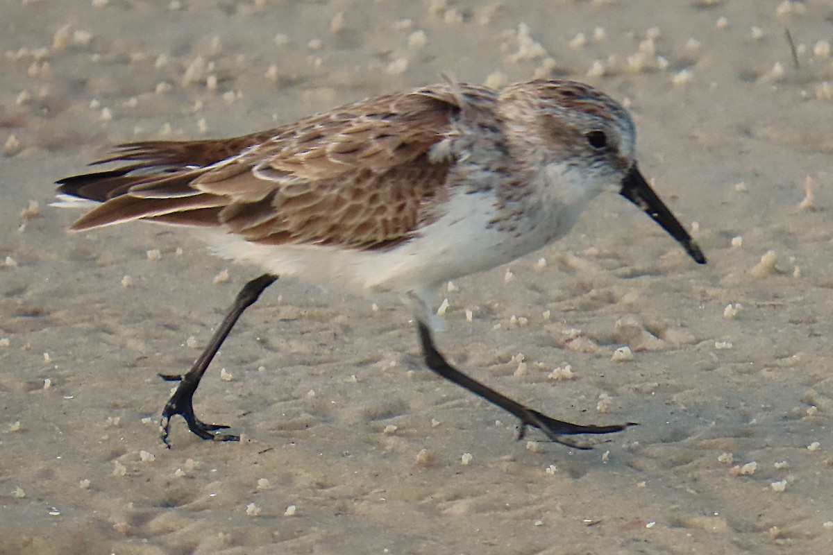 Alaska Kumkuşu - ML652154028