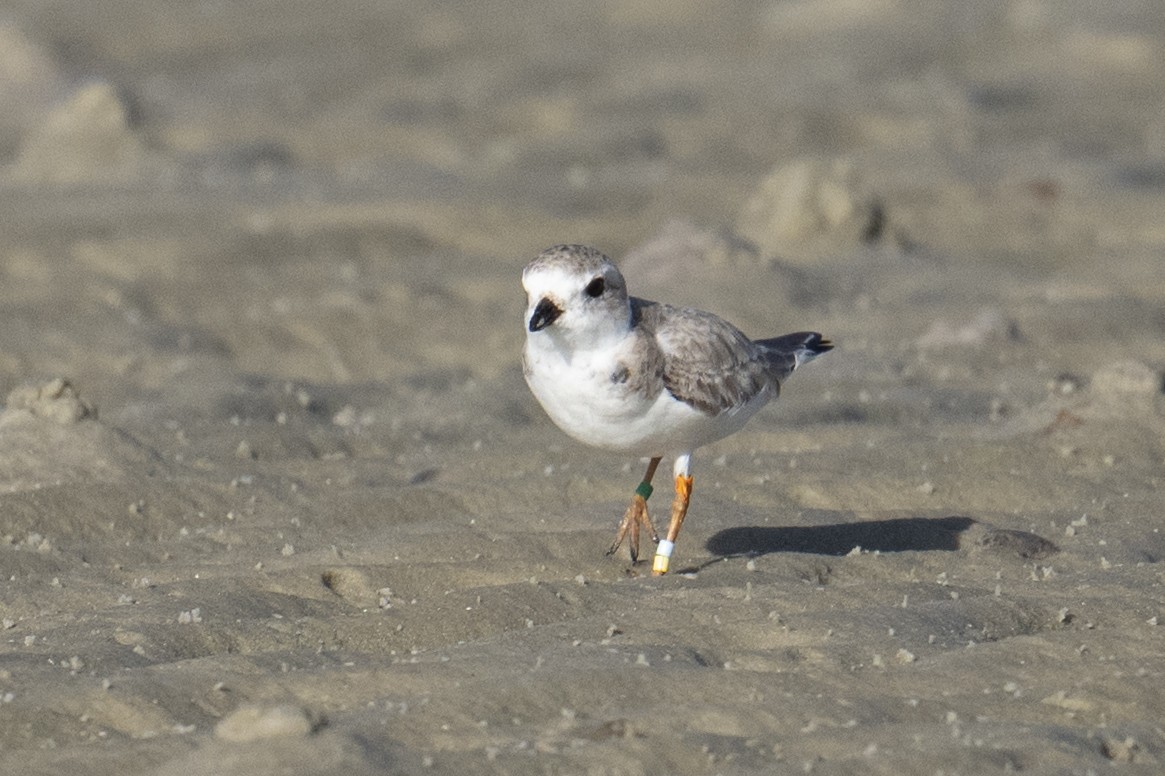 Piping Plover - ML652154136