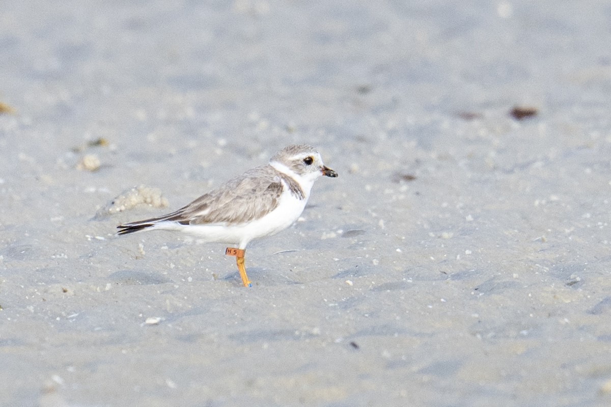 Piping Plover - ML652154137