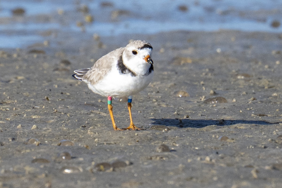 Piping Plover - ML652154138