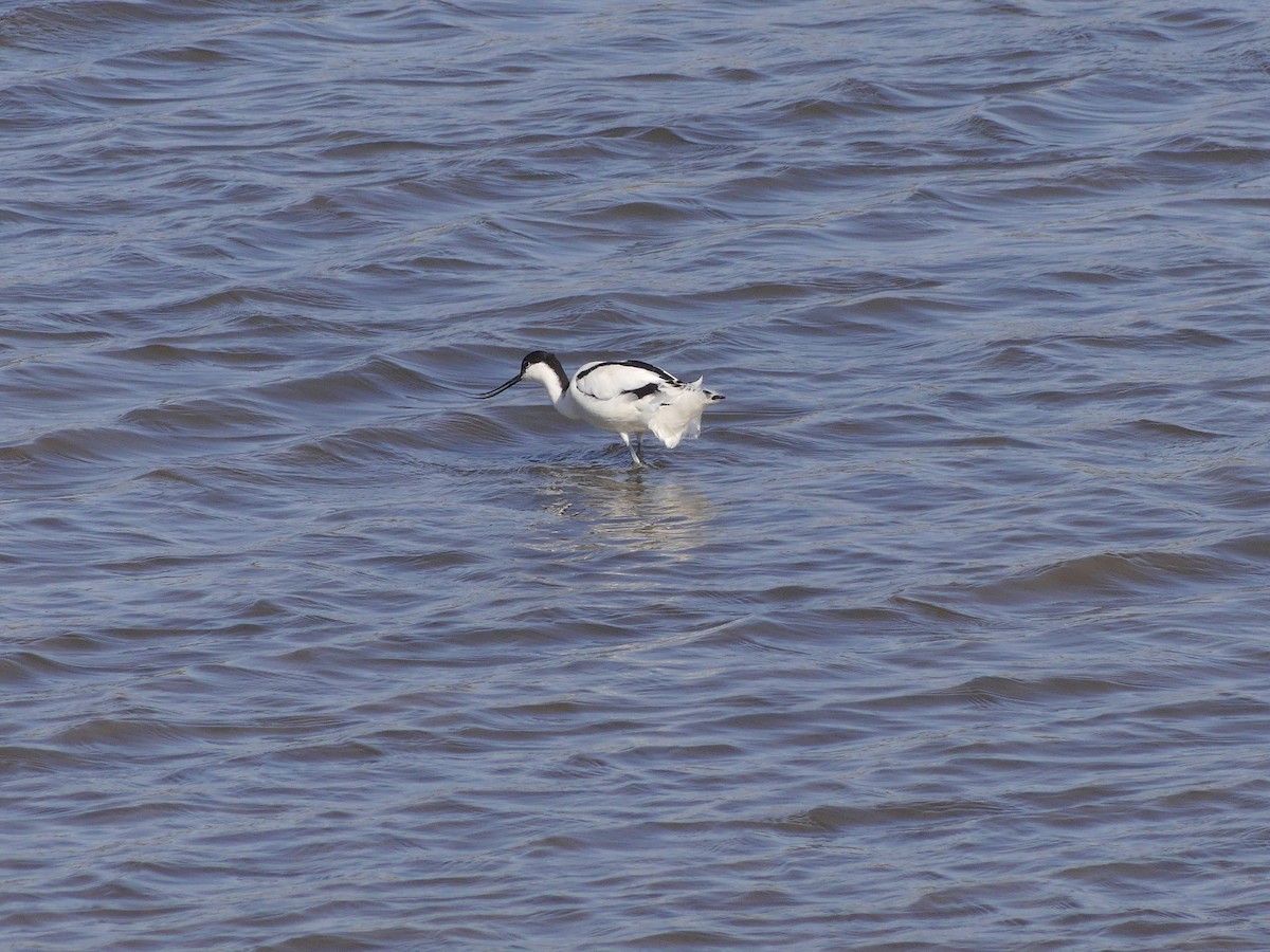 Abozeta kaskabeltza - ML652154258