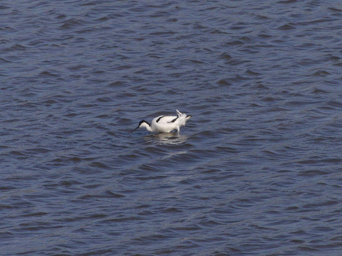 Abozeta kaskabeltza - ML652154259