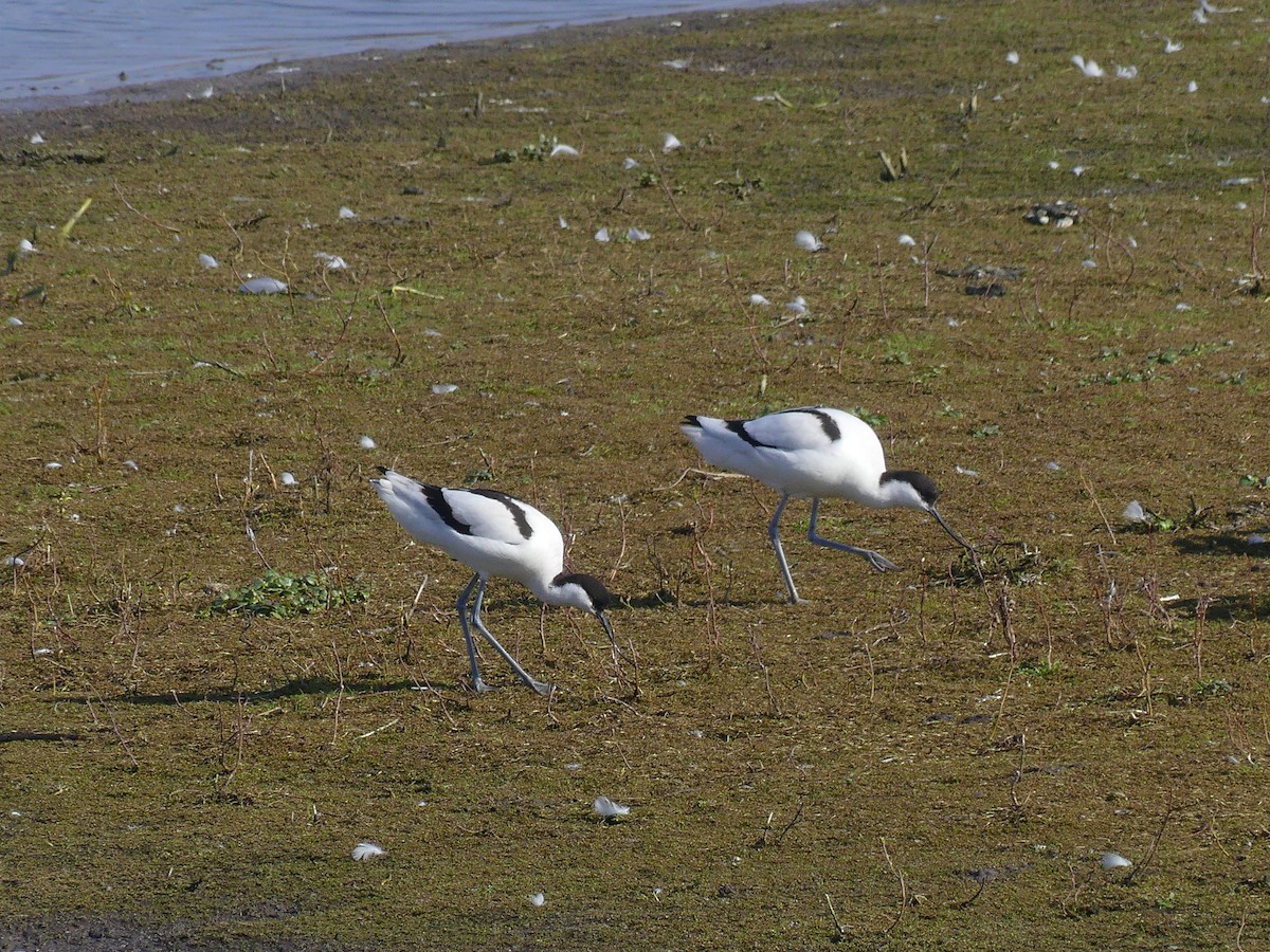 Abozeta kaskabeltza - ML652154260