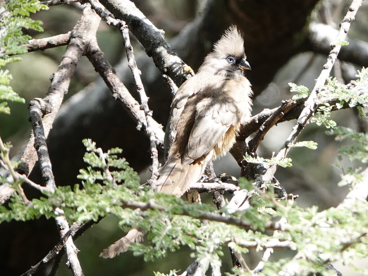 Speckled Mousebird - ML652154346