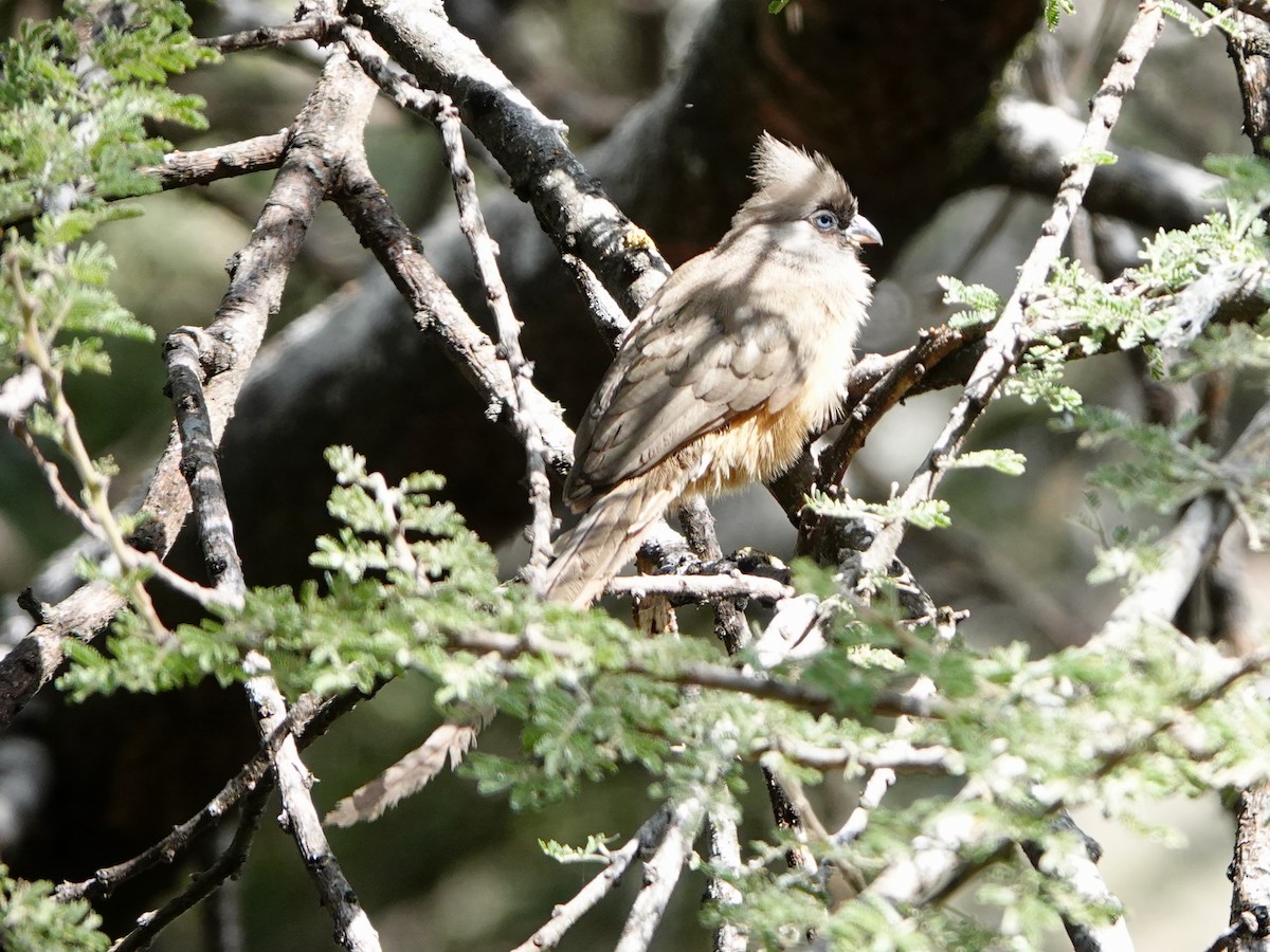 Speckled Mousebird - ML652154347