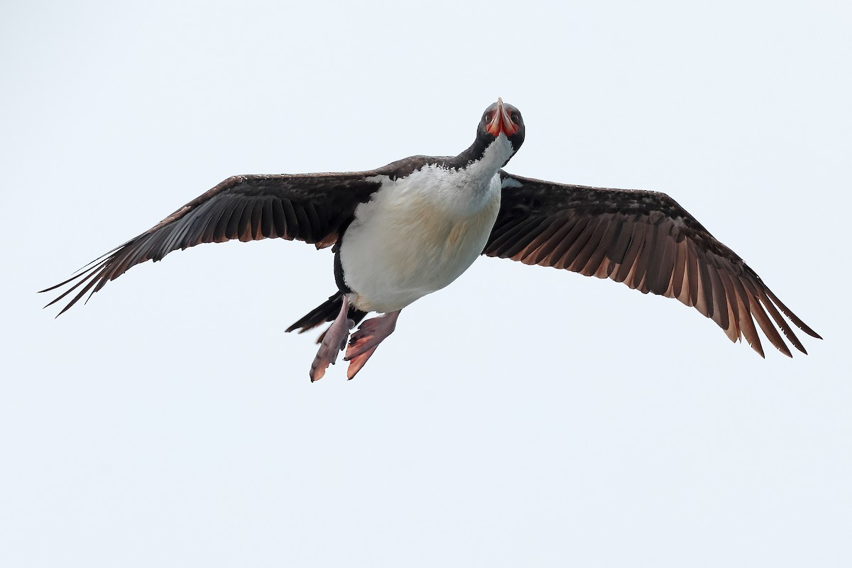 Баунтийский баклан - ML652154880