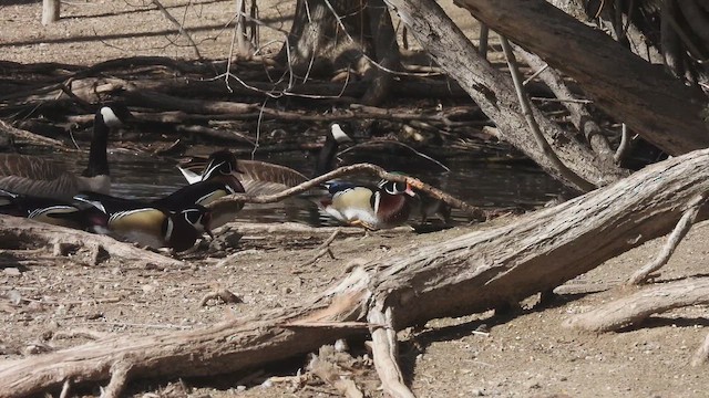 Canard branchu - ML652155077