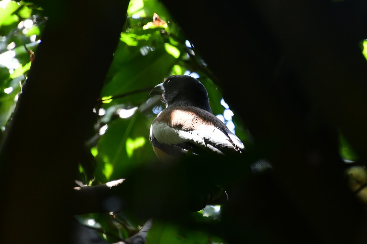 Rufous Treepie - ML652155093
