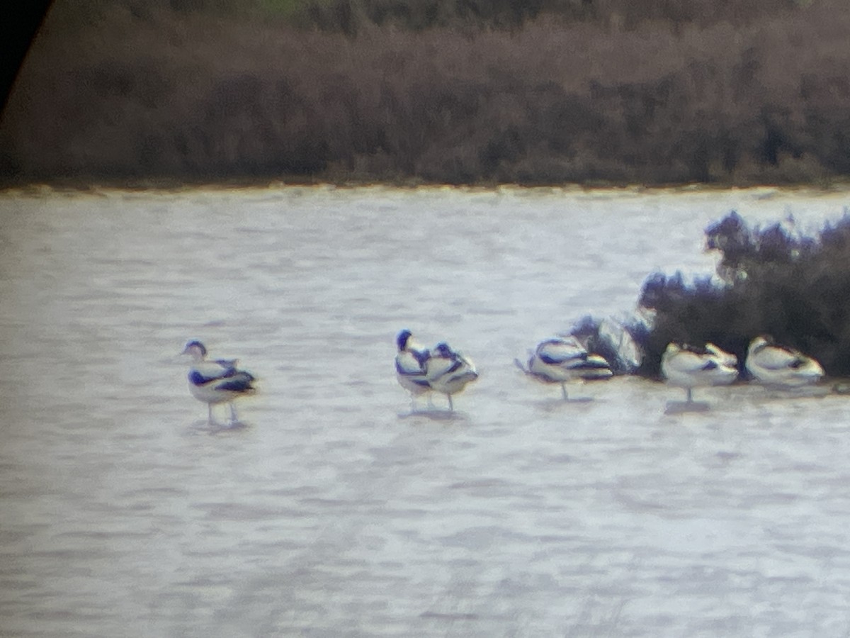 Abozeta kaskabeltza - ML652155229