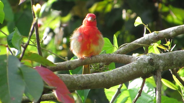 Summer Tanager - ML652155288