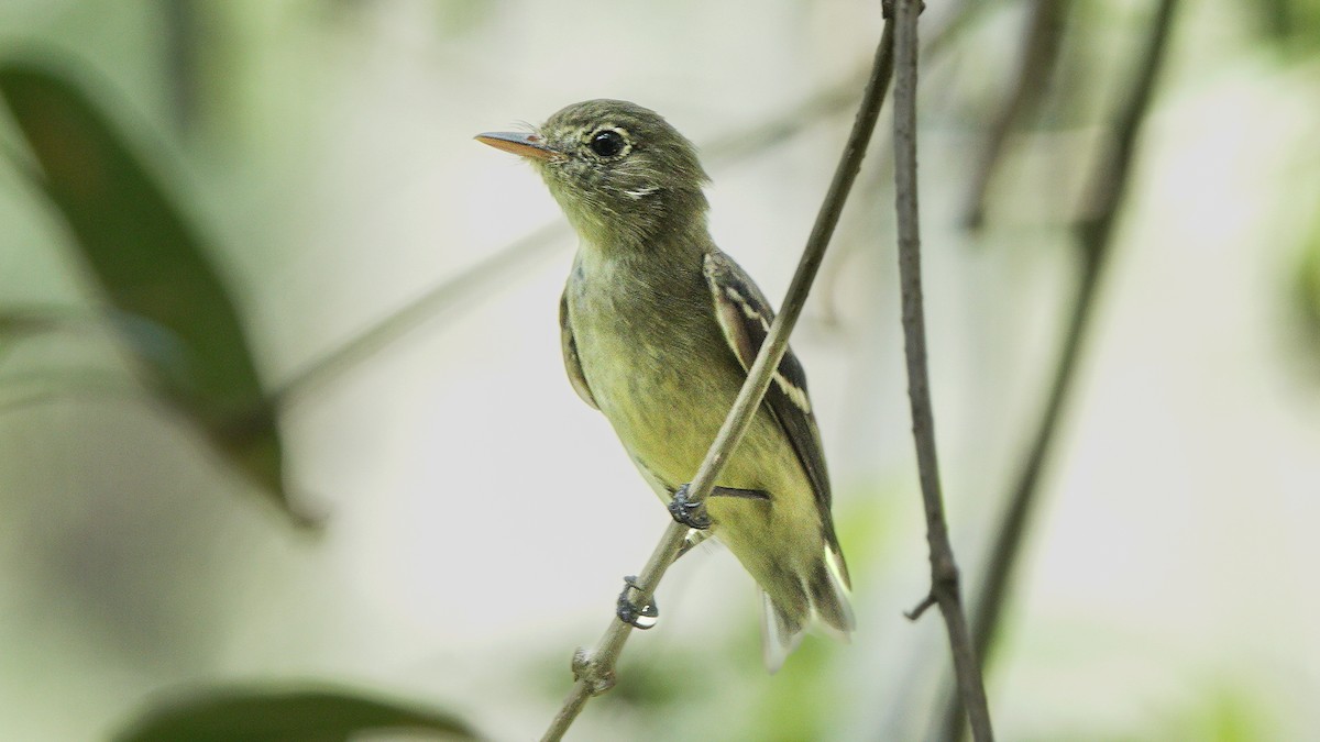 Желтобрюхий мухолов - ML652155291