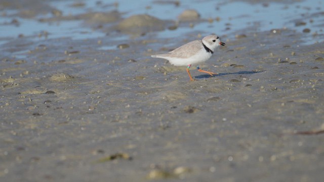 Piping Plover - ML652155441