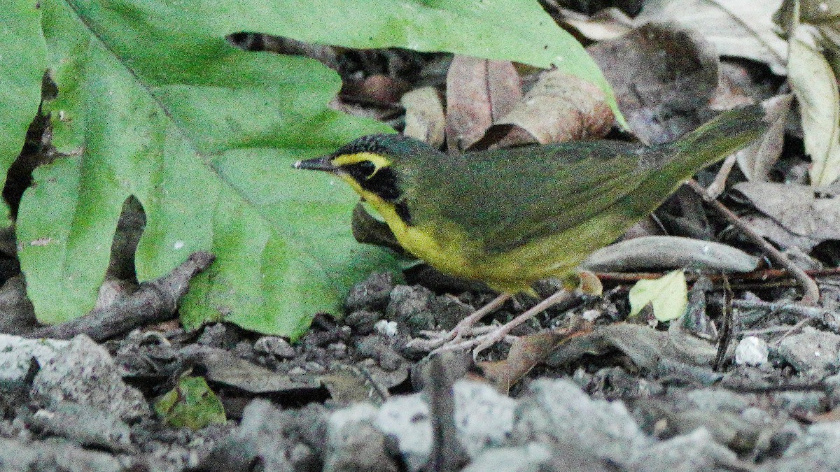 kentuckyparula - ML652155555