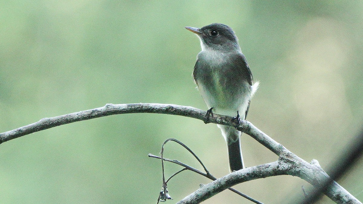 Doğulu Pivi - ML652155705