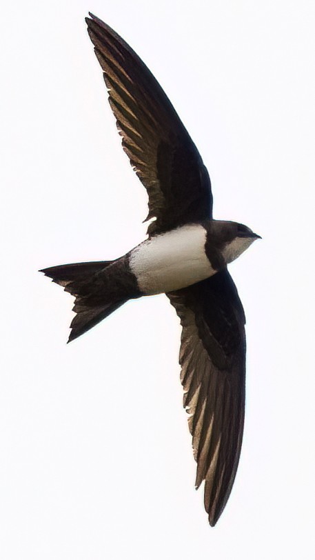 シロハラアマツバメ - ML652155802