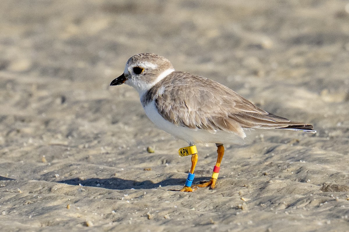 Piping Plover - ML652155960