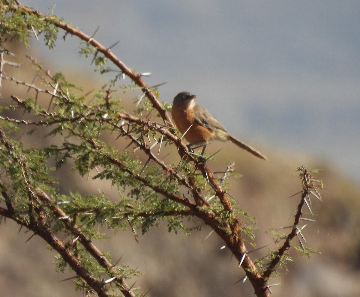 Rufous Chatterer - ML652155980