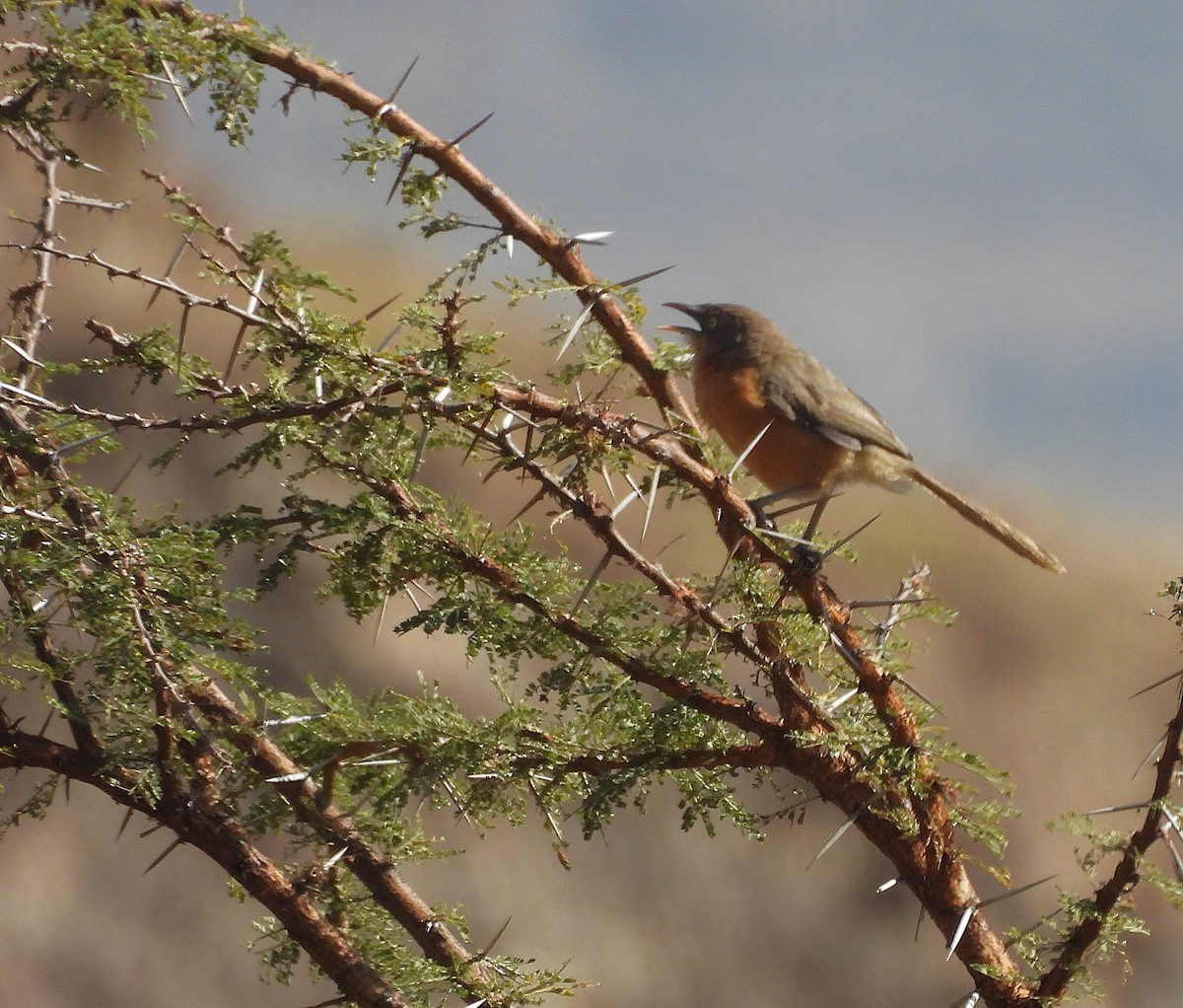 Rufous Chatterer - ML652155981