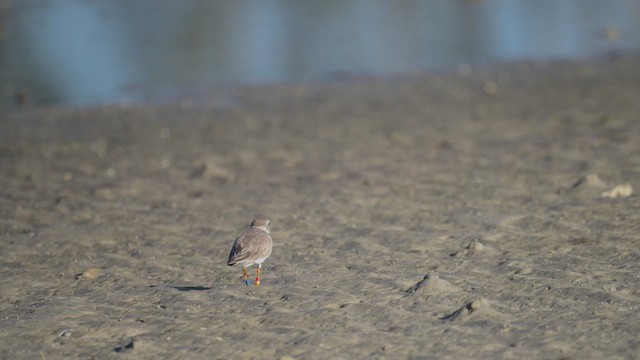 Piping Plover - ML652156014