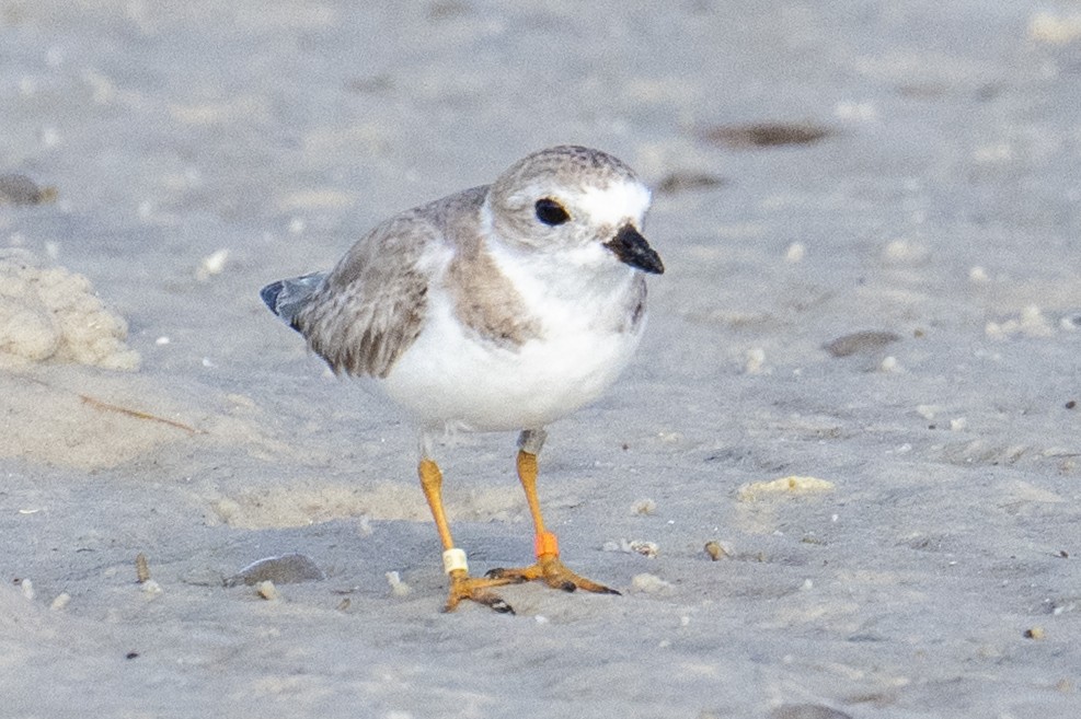 Piping Plover - ML652156099
