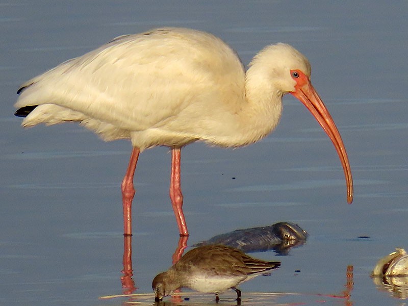 White Ibis - ML652156149
