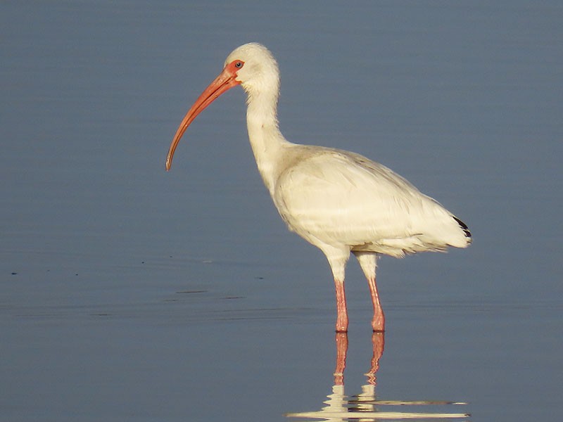 White Ibis - ML652156150