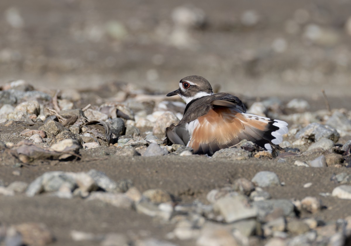 Крикливый зуёк - ML652156158