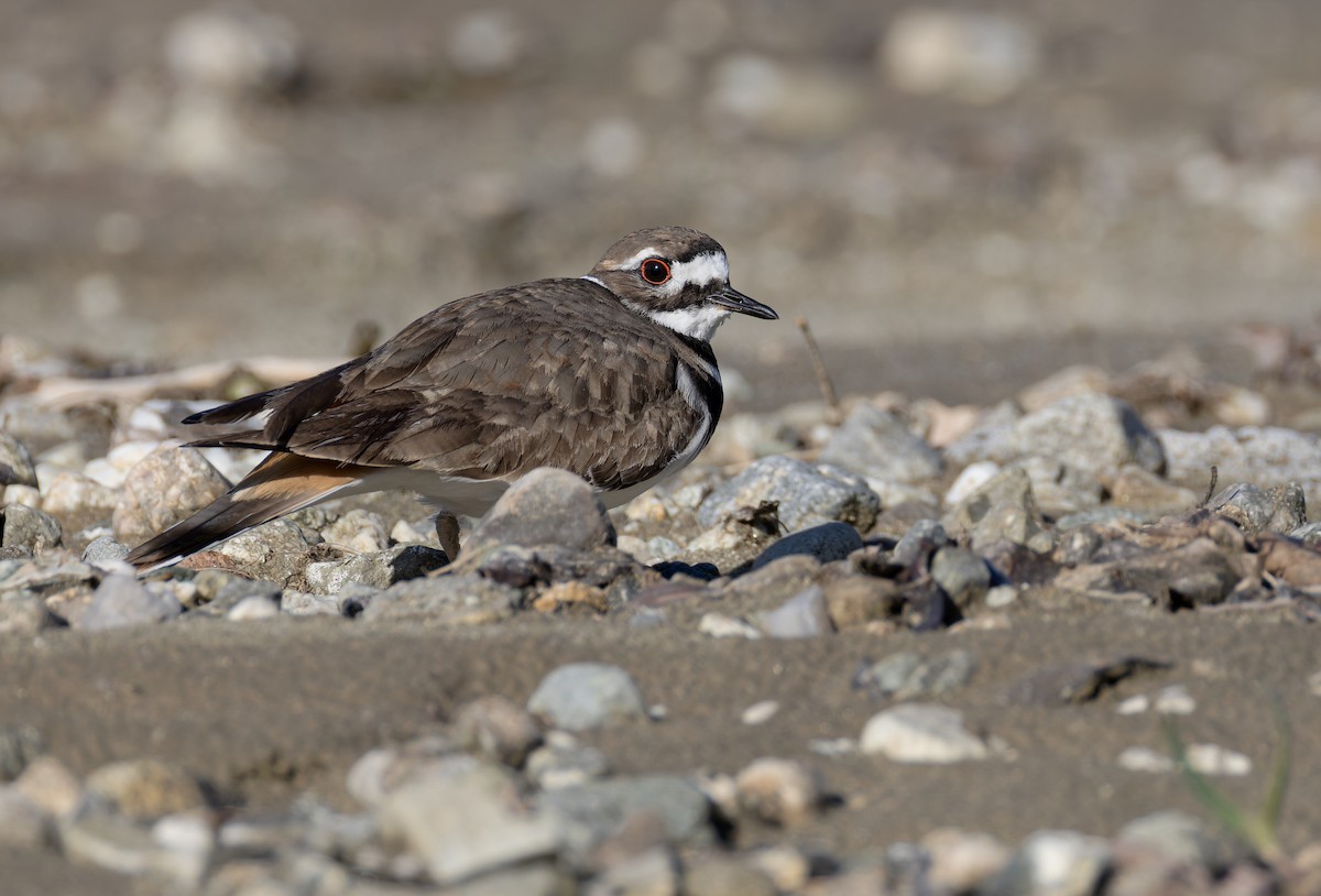 Крикливый зуёк - ML652156159