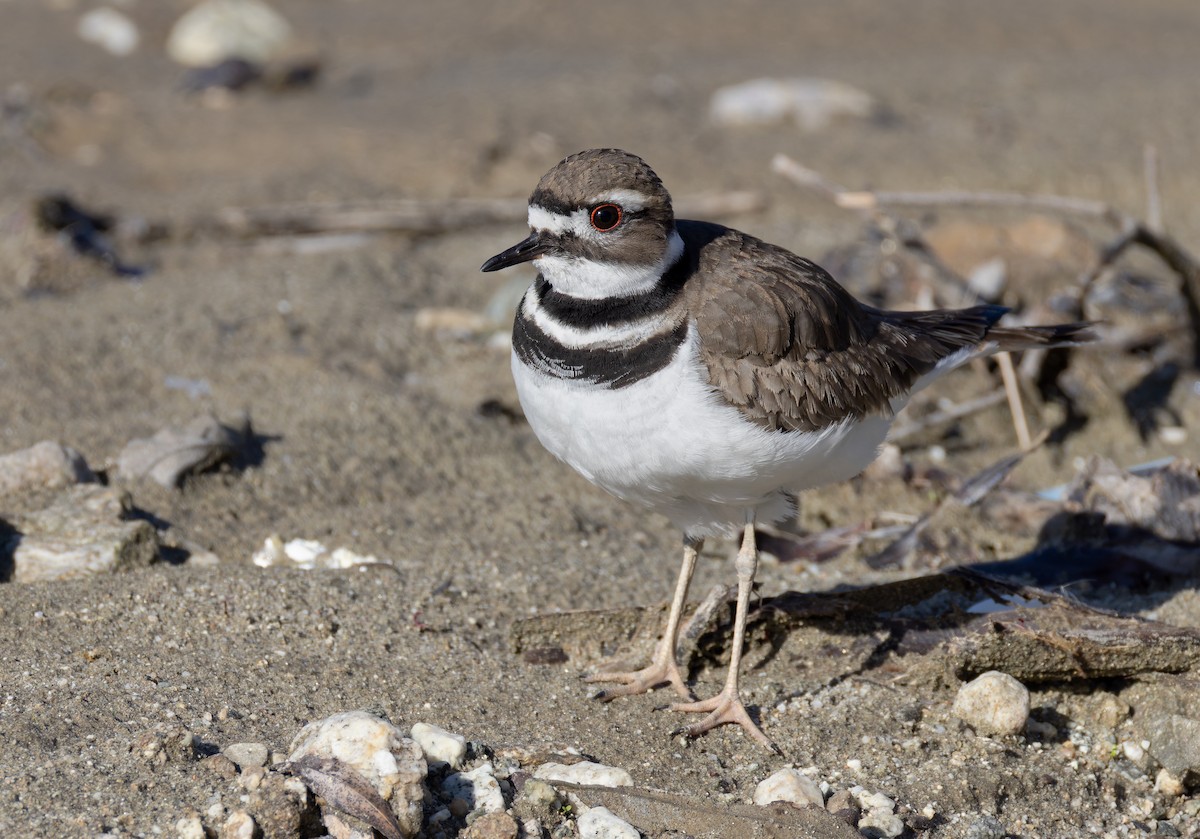 Крикливый зуёк - ML652156160