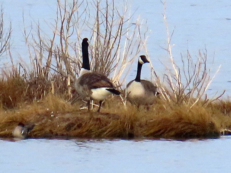 Canada Goose - ML652156418