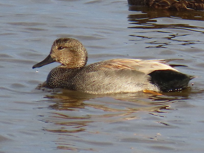Gadwall - ML652156465
