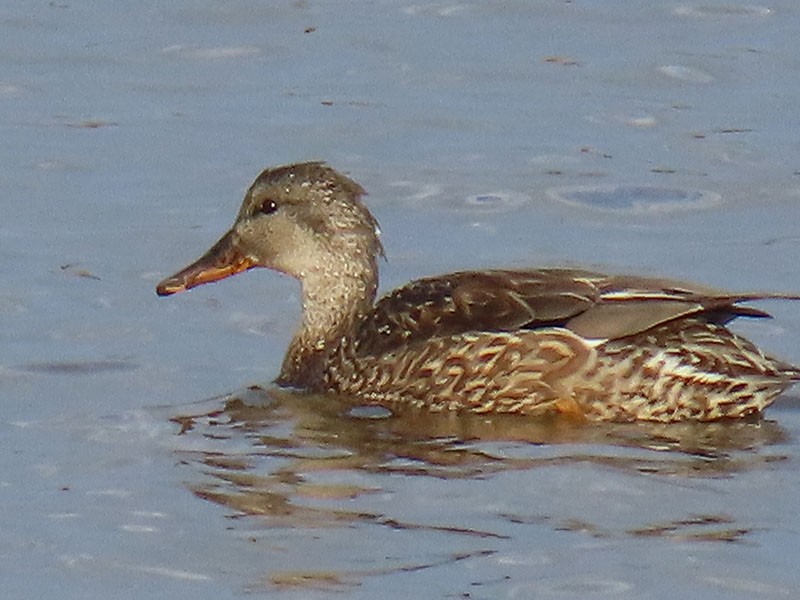 Gadwall - ML652156466