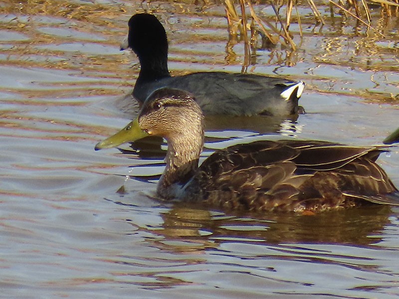 American Black Duck - ML652156507
