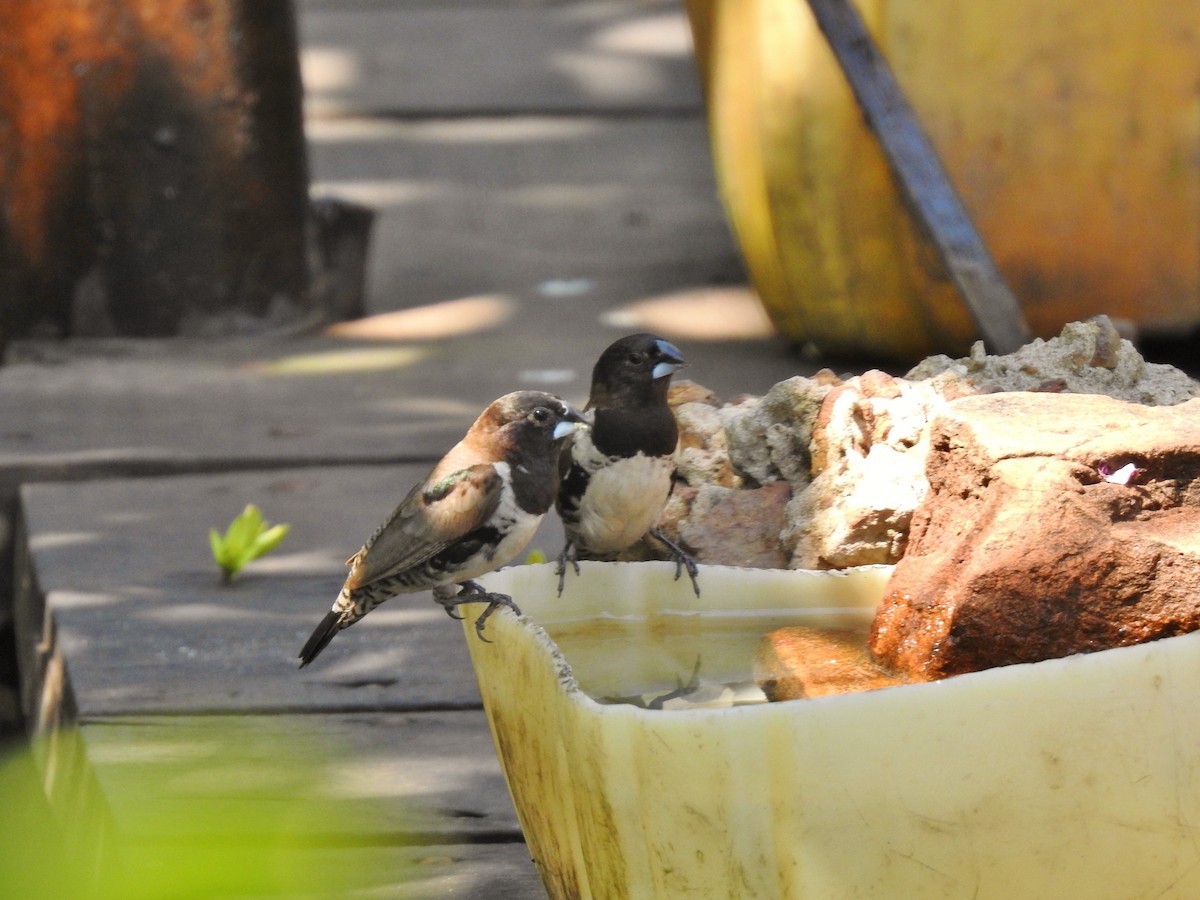 Bronze Mannikin - ML652156529