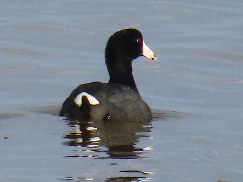 American Coot - ML652156537