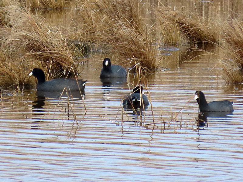 American Coot - ML652156538