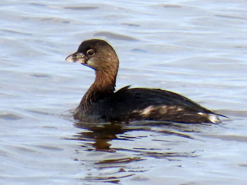 Pied-billed Grebe - ML652156578