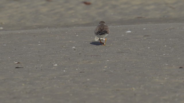 Piping Plover - ML652156589