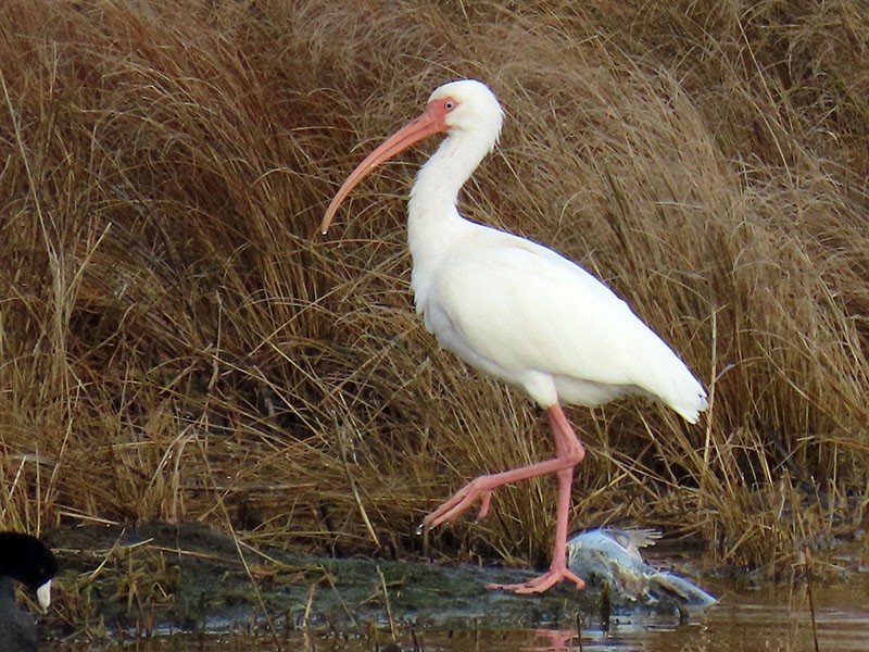 White Ibis - ML652156629