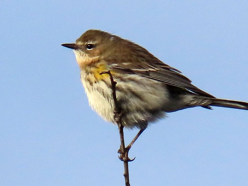 Yellow-rumped Warbler (Myrtle) - ML652156661