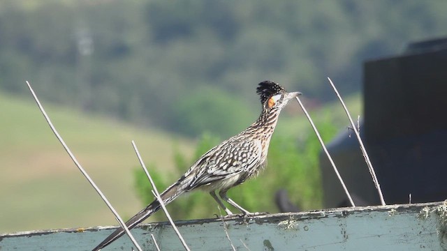 Калифорнийская кукушка-подорожник - ML652156697